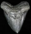 Huge, Fossil Megalodon Tooth #57454-1